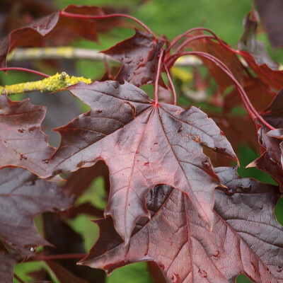 Acer platanoides 'Royal Red'